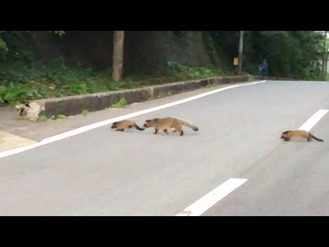 수수께낀 동물과 우연히 만남! 그 정체는!?