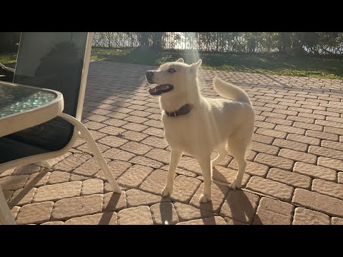 Nova the Husky learns how to play fetch
