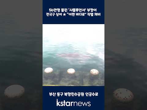 56만명 몰린 ‘샤플루언서’ 부캉이...<strong>전국구</strong> 상어 ★ “이젠 바다로” 작별 채비