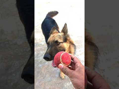 That's how my doberman listens to her command #germanshepherd #dogintelligence #dogchallenge