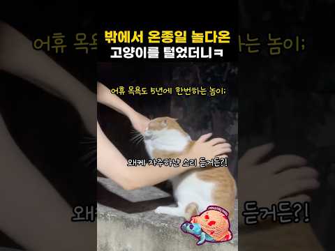 밖에서 온종일 놀다온 고양이를 털었더니ㅋ