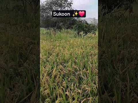 मन इथेच रमत #trending #gaon #sukoon #secondmarriage #nature  #villagelife #fyp #yt #explore #love