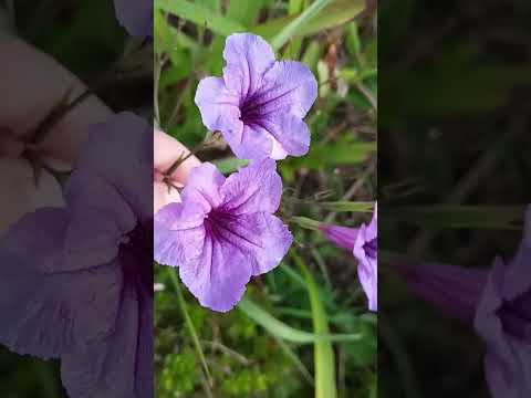 25.10秋の花色々千日紅も終わり🎵✨