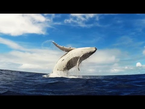 GoPro: Humpback Whale Breach - Mother & Calf - UCqhnX4jA0A5paNd1v-zEysw