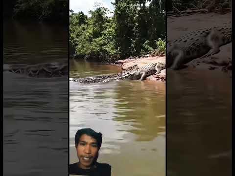 anaconda vs buaya #anaconda #corcodile #shorts #ytshorts