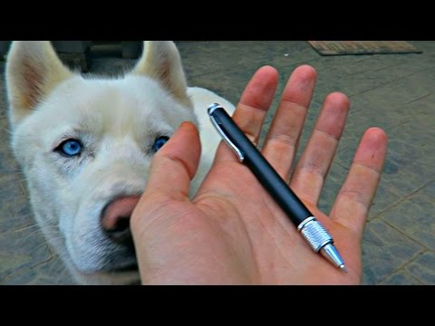 This Pen Might Save Your Life! - UCe_vXdMrHHseZ_esYUskSBw