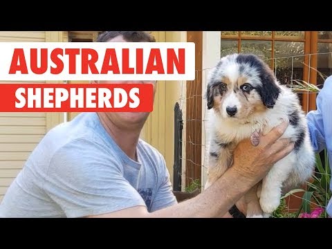 Breed All About It: Australian Shepherds - UCPIvT-zcQl2H0vabdXJGcpg