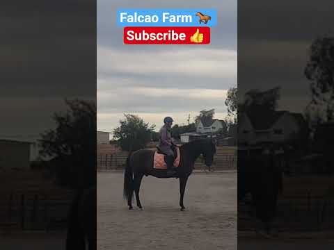 OREO HALT PRACTICE #horse #shorts #equestrian #short #beautiful #animals #motivation #goals #happy