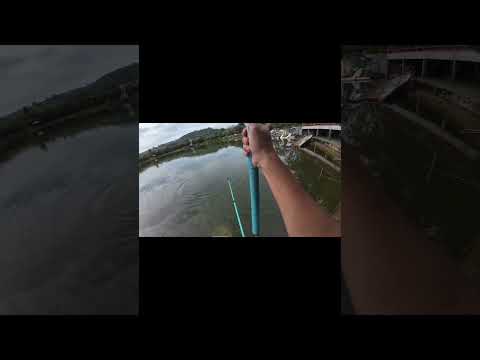 Trải nghiệm câu cá chép Koi 😂😂 #ducauky  #fishing  #camping #cauca  #camtrai