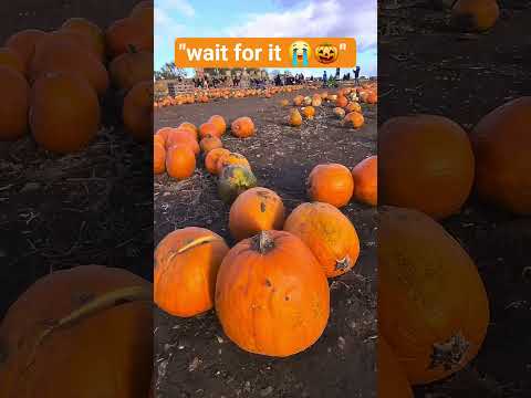 POV: Pumpkin season be like… too many emotions for one patch 😭🎃  #relatable #fallvibes #pumpkin