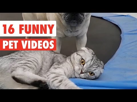 16 Funny Pets | Awesome Pet Video Compilation 2017 - UCPIvT-zcQl2H0vabdXJGcpg