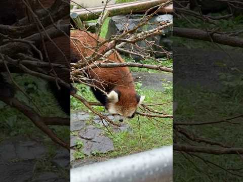 レッサーパンダの食べ残しリンゴ探索シーン｜大森山動物園でのかわいい瞬間【2025年9月】 サムネイル