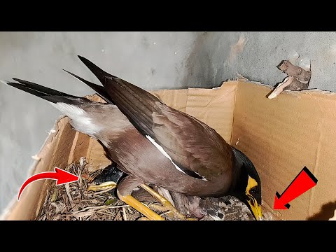 Myna bird is doing something in the nest