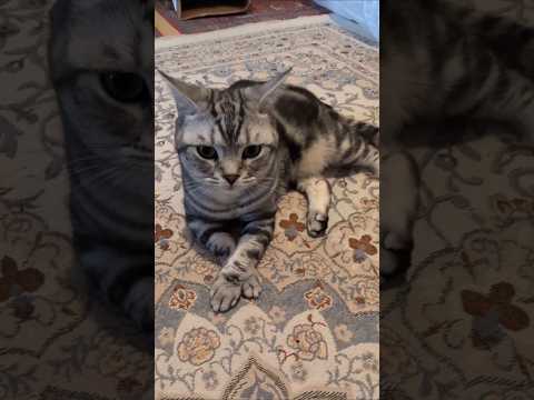 猫の動画サムネイル - お手々クロスにして可愛いね🩷#アメリカンショートヘア #アメショー #アメショ#猫との暮らし #猫と暮らす家