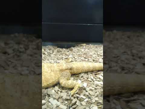 Bearded dragon #reptiles #animals #beardeddragon #wildlife