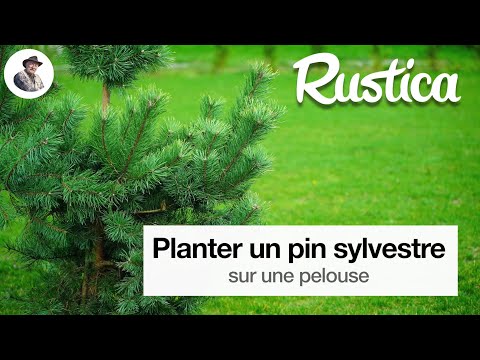 Planter un pin sylvestre sur une pelouse