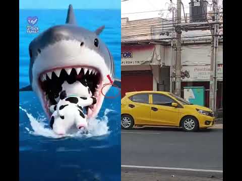 kucing lucu #animasulucu #cartoon #animation #kartunjadul #kartun #filmkartunterbaru #funny #kucing