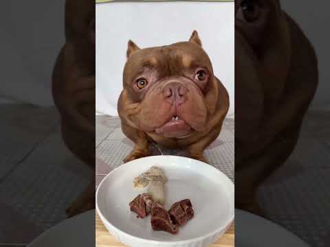 #万物可爱计划#记录和它的每个夏天 #恶霸犬#声控 #asmr