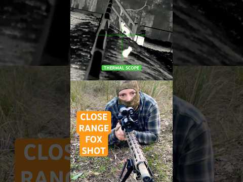 Fox Gets A Headache | THERMAL SCOPE | RUGER PRECISION
