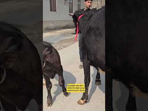 Azizbek aka No1+998 99 498 52 62👍 BOSIB↗️ KORING #shorts #cow #animals #UZBEKISTAN #MOLBOQISH