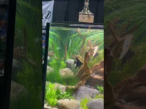 We won the Fluval Live Aquascaping competition @aq 