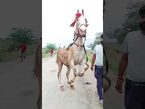 ghodi ka dance video #horse #dancevideo #trending #shorts #ytshorts #animals #automobile