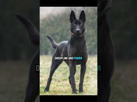 Top 3 Dogs That Guard Like Living Weapons #dog #facts #pets #animals #shorts