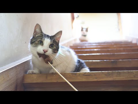階段でおもちゃを持ってくる猫のかわいい動画2025年 サムネイル