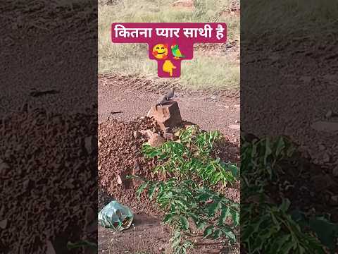 कितना प्यार है साथी है 🥰🦜/ Sanjay Bedardi / kabutar / Panchi / Tota / parrot / Mor / Kawa /#shorts