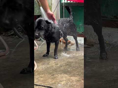 Bé Đen tắm mát #dog #pets #cute #relaxing #myfriend #shorts #happy