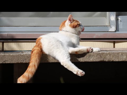 猫の動画サムネイル - ちろさんぽ　250623