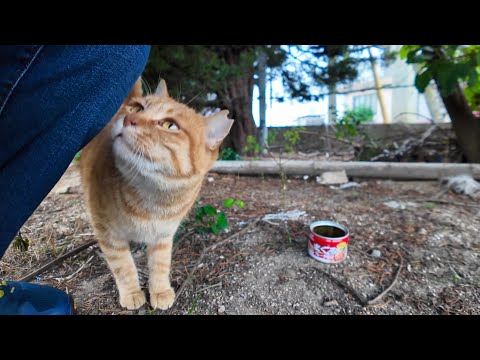 猫島の茶トラ猫小学校に行ったら雨が降り出したので猫ハウスに雨宿りに入れて貰った