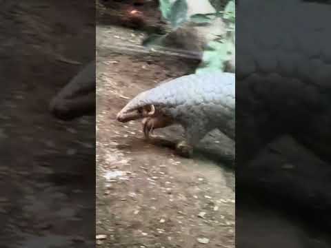 first time meet shinny pangolin #funnyshorts #animalsshorts #viralshorts