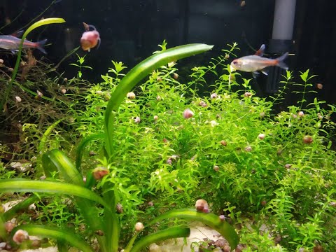 Glowlight Tetra Tank May Growth Our tetra tank is coming along nicely, a small jungle has formed in the center where our cory's like