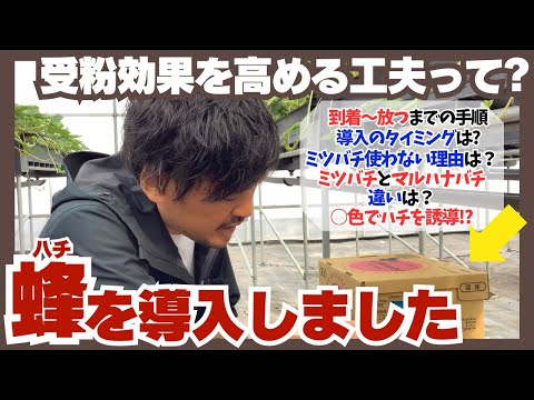 【いちご栽培】花が咲いてきたので…蜂を導入しました！【ミツバチと違いは？】