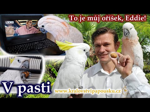 781 - To je můj oříšek - pracovní verze upoutávky k filmu V pasti (zde bez hudby, bez dabingu)