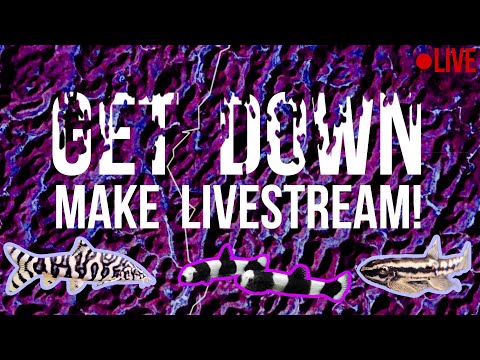 A Great LIVE STREAM_ Open CHAT, Kitty, Trauma Llam Join us on Fishtory!  Discord
https_//discord.gg/fTB6FHKHPf

The BRAND NEW FISHTORY DISCORD_
All my 