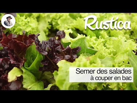 Réussir le semis de salades en pot au balcon