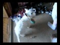 alexappel1997