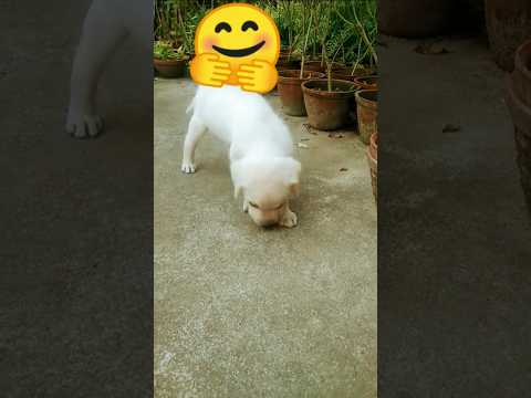 cute puppy dog🐕🤗 viraldog##videi##TODO lifestile##