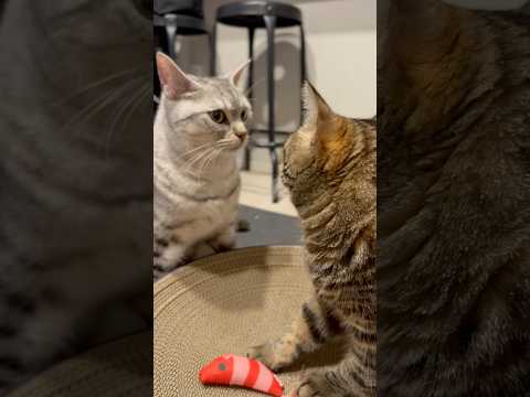 猫がエビをめぐって遊ぶ可愛らしい瞬間 サムネイル