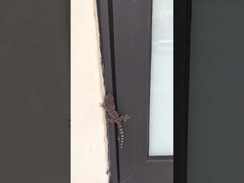 Chú tắc kè màu sắc đẹp quá #gecko #kucing #tåc_kè #bebek #tokek #kucinglucu