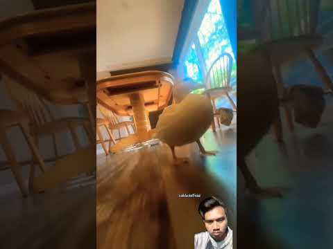 #birds #duckphonk #duck #duckduck #parrot #pets #cute #music #phonk #cat #shorts #reaction