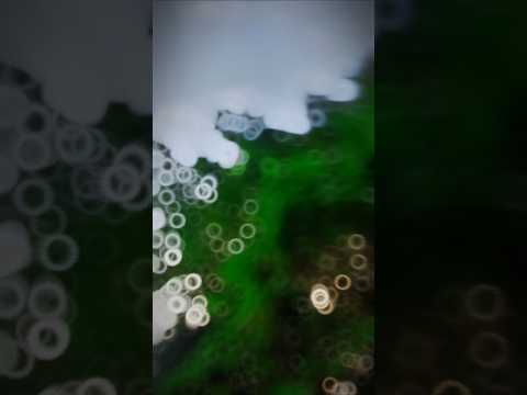 #shorts | पवन सिंह | भोजपुरी का सबसे हिट सांग | #Pawan Singh & Shilpi Raj |#bhojpuri #song #ytshorts