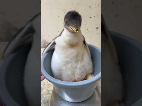 猫の動画サムネイル - 6/2ふ化🐣ジェンツーペンギン生後24日目