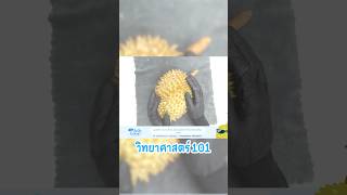 ต้ากับการทดลองวิทย์ 101