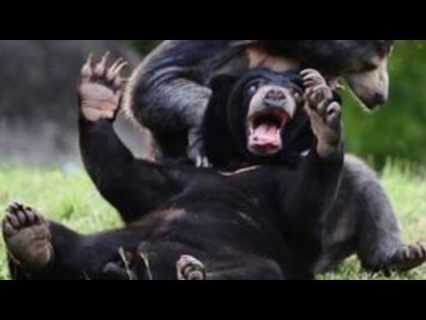 Wild animals can be even funnier than pets - Funny wild animals compilation - UC9obdDRxQkmn_4YpcBMTYLw