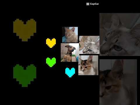 meus gato e cachorro 😊