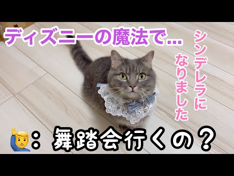 小さなプリンセスと猫たちの心癒される物語｜ディズニーの魔法とともに サムネイル