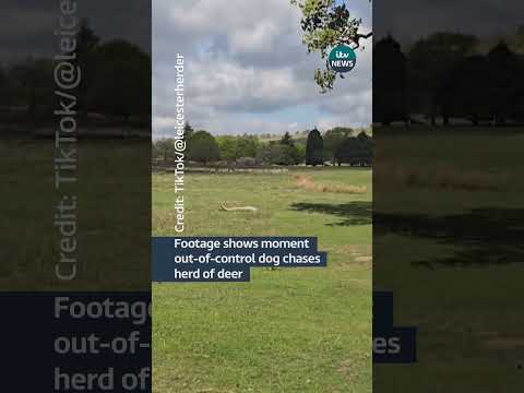 Footage shows moment out-of-control dog chases deer | ITV News  #itvnews